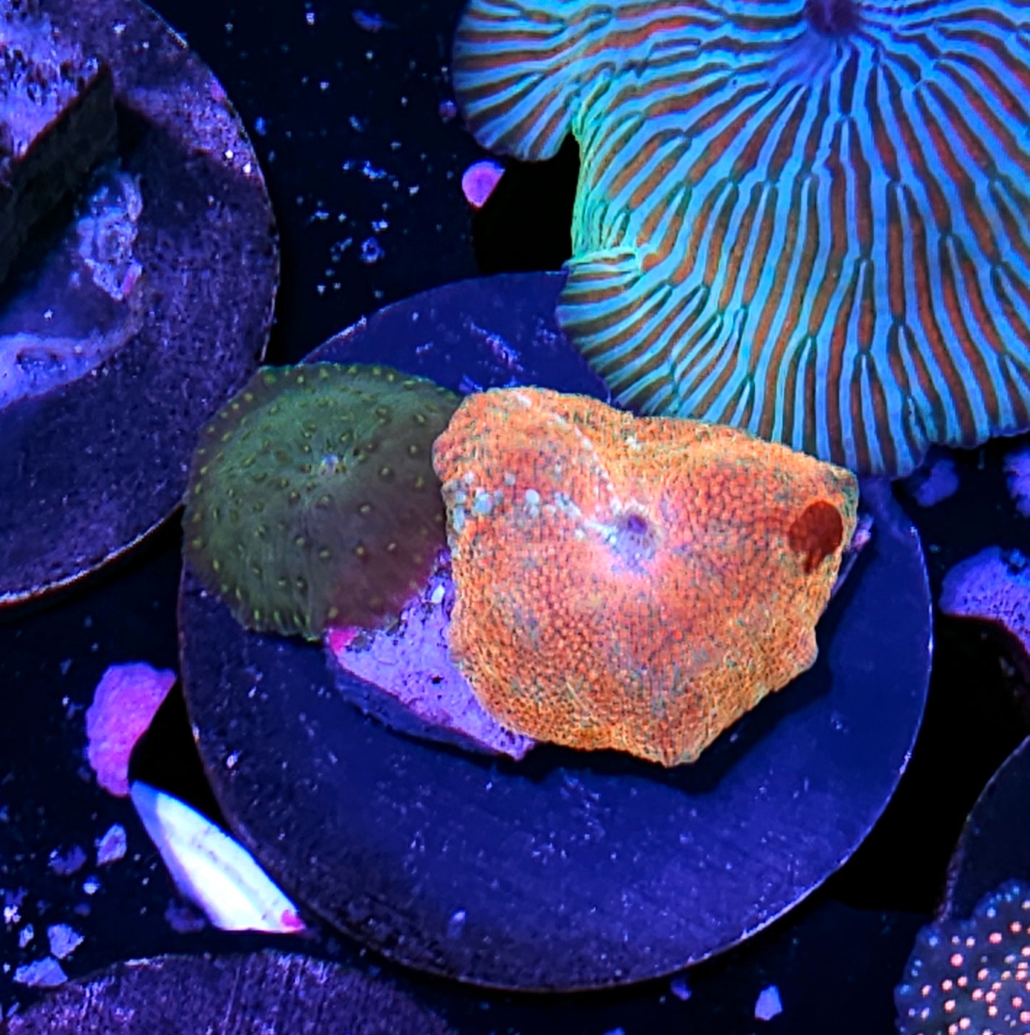 Granny Smith Apple Mushroom Mix