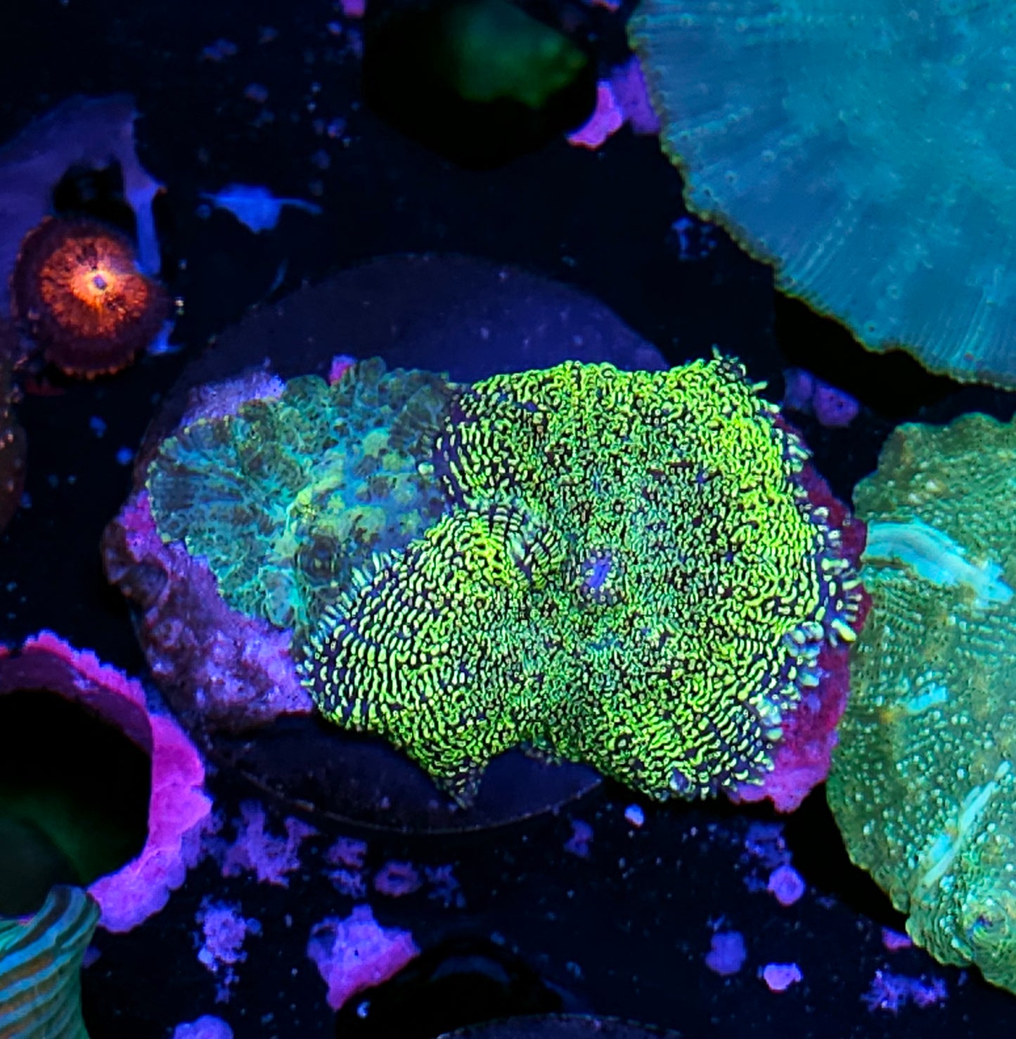 Snap Crackle and Pop Mushroom Mix