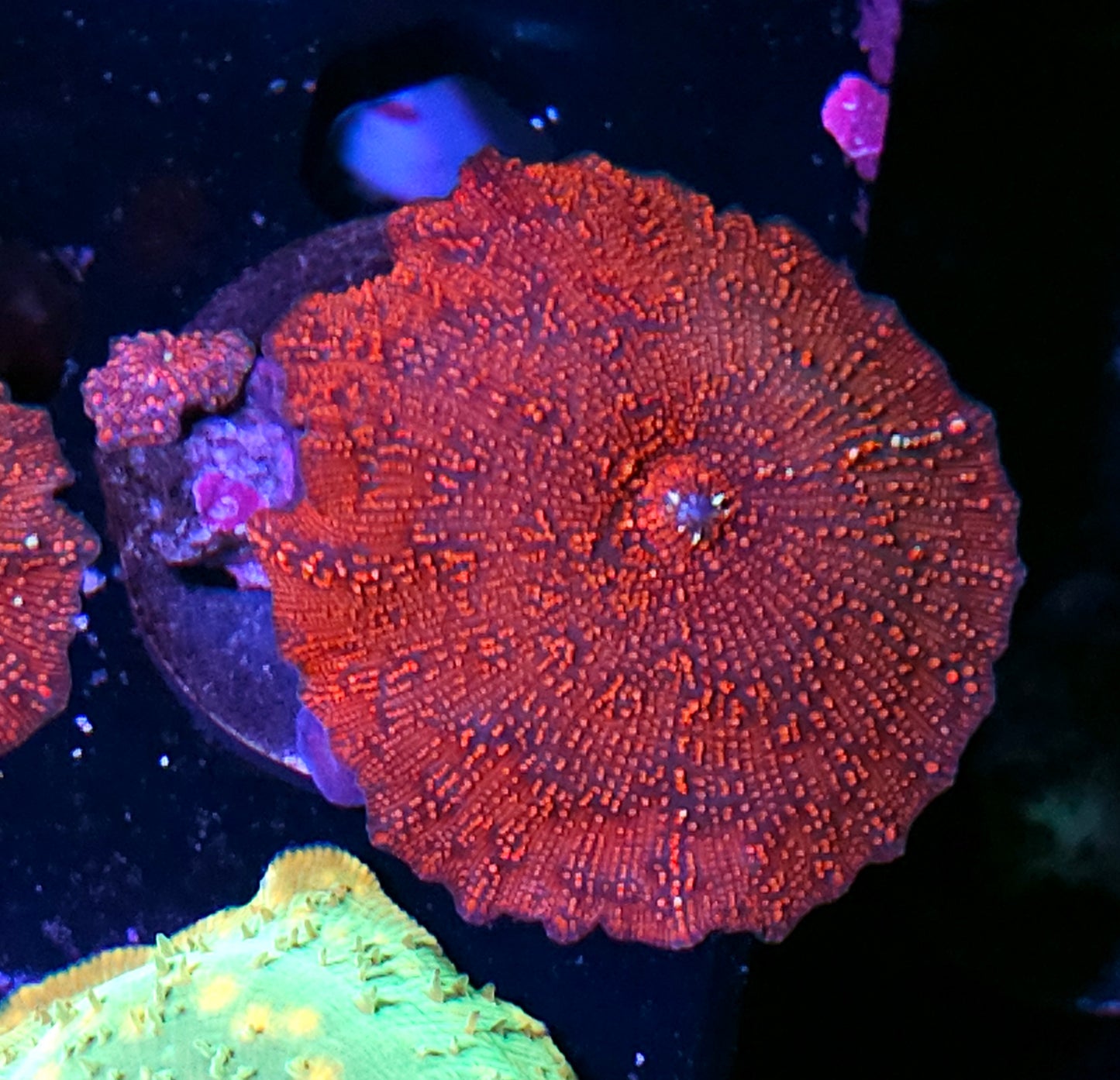 3" Darth Maul Mushroom