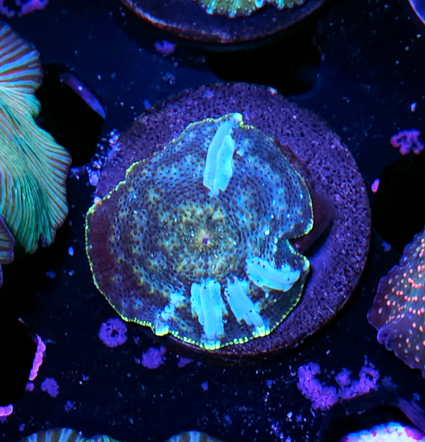 Space Case Bounce Mushroom