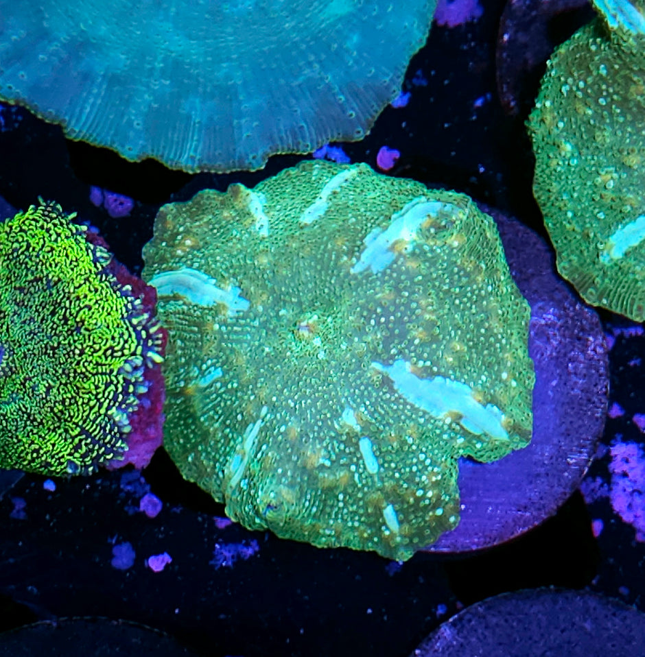 White Stripes Bounce Mushroom (White lines turn into big bubbles)