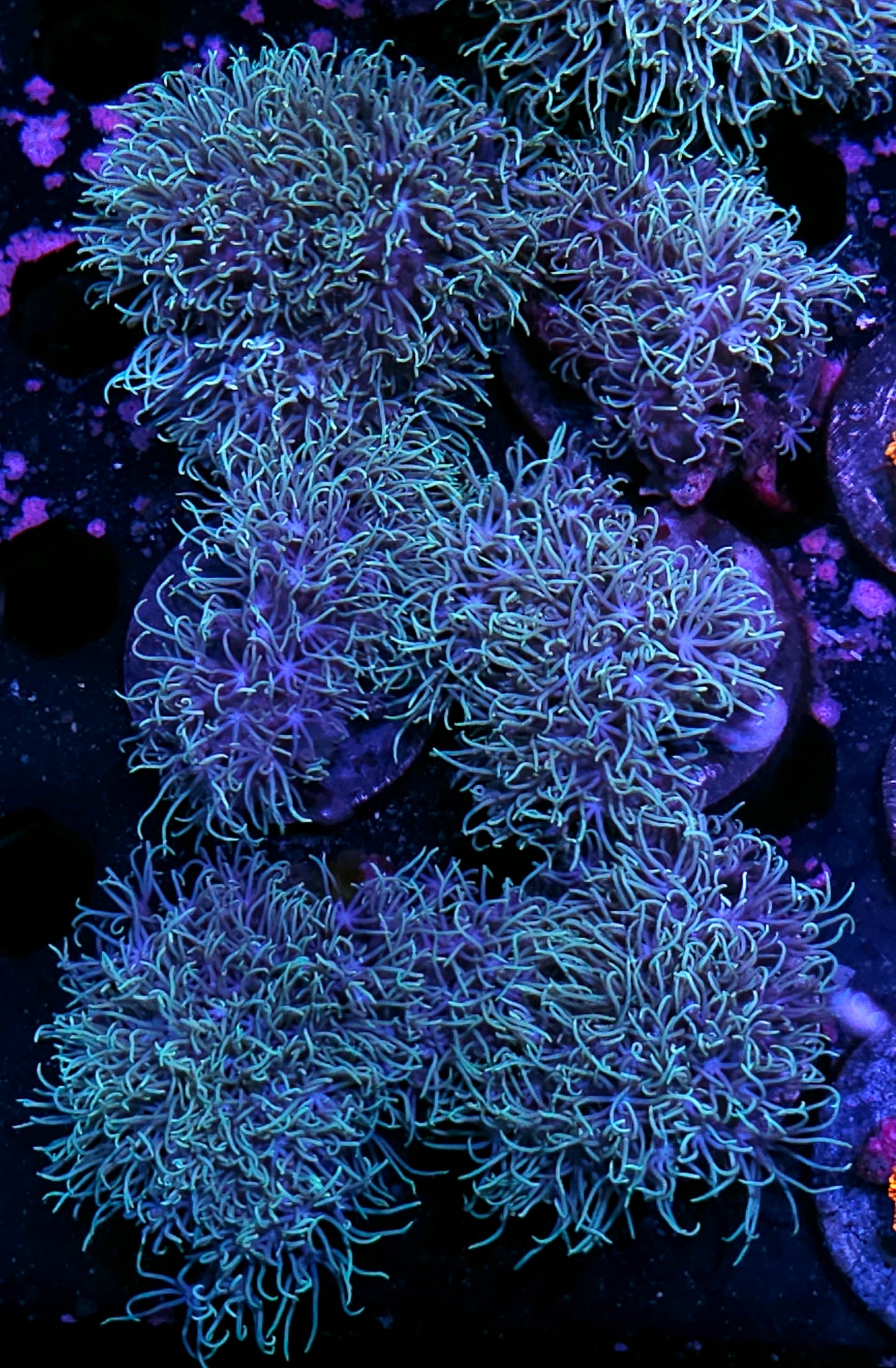 GSP Chunk NOT WYSIWYG OUR PICK