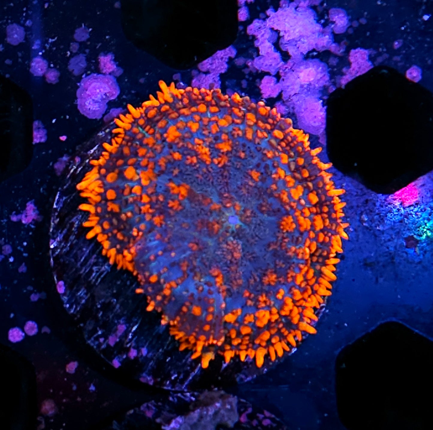 Incineration Mushroom