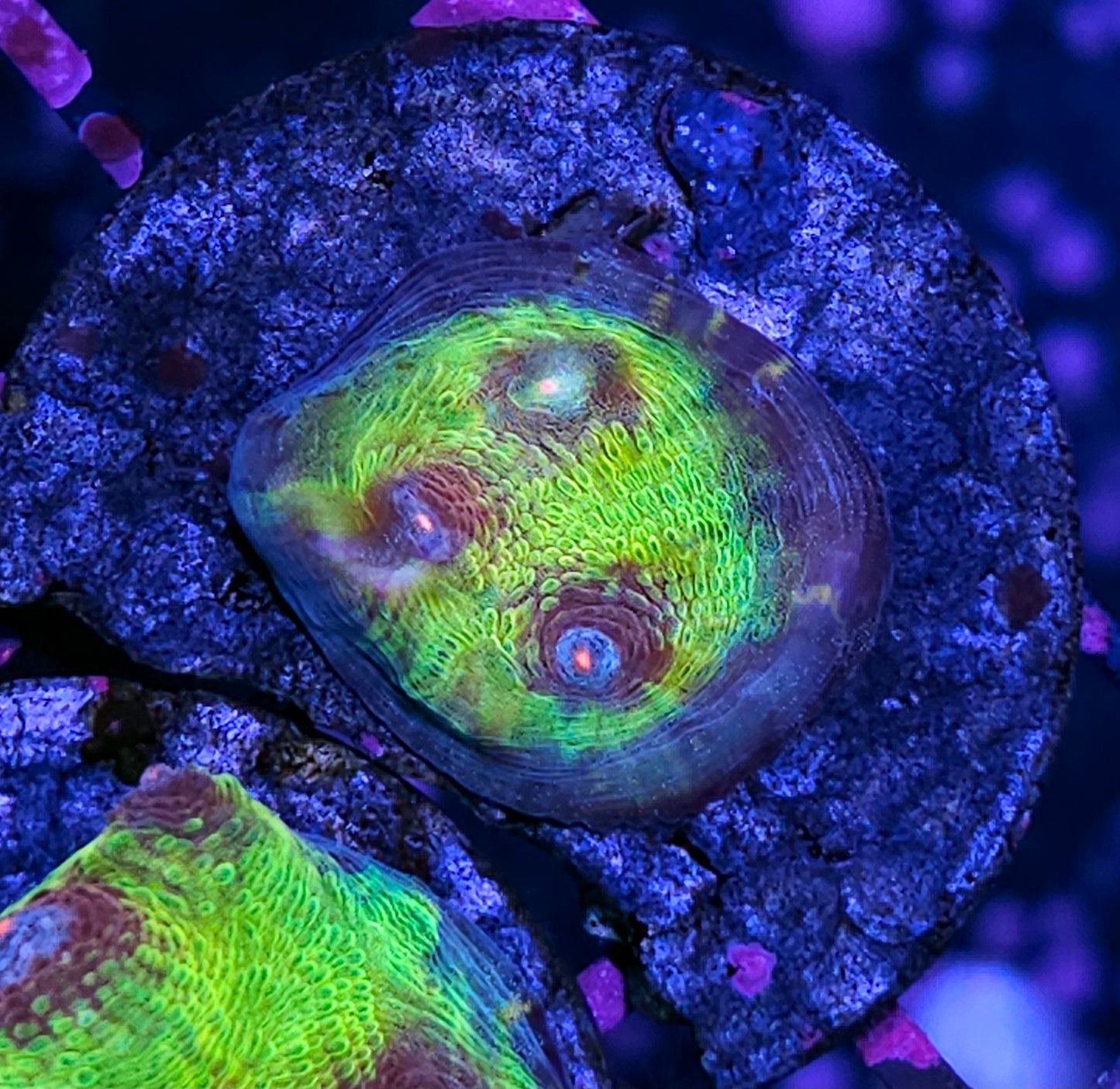 HF Oasis Chalice 😍