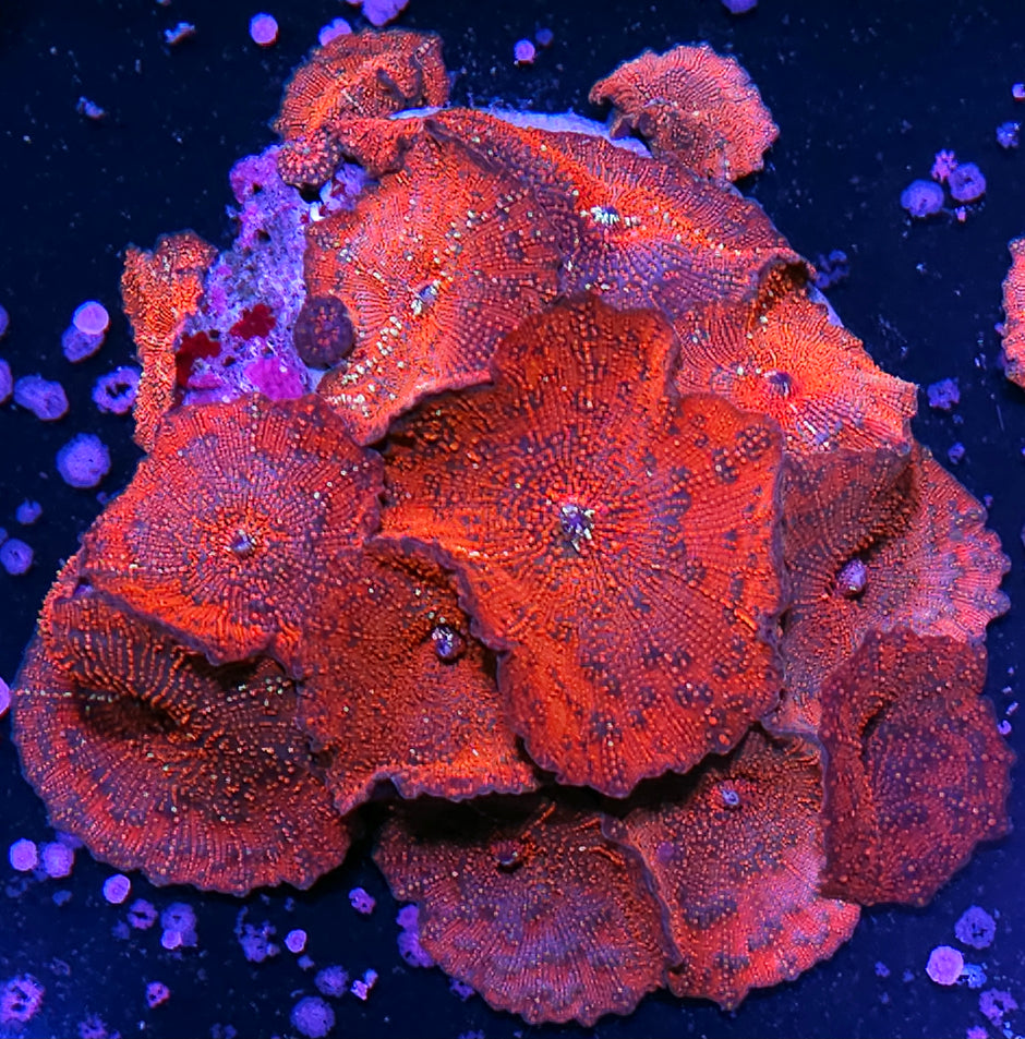 XL Darth Maul Mushroom Colony