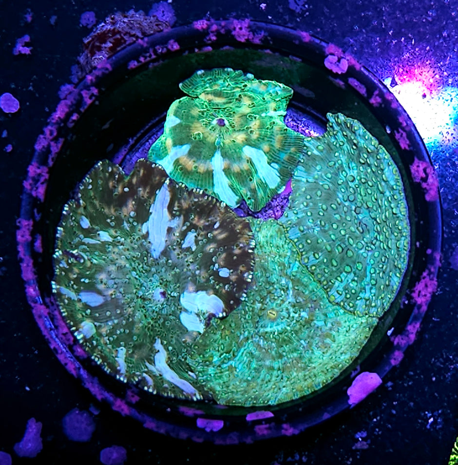 Cup of Bad Ass Disco Mushrooms