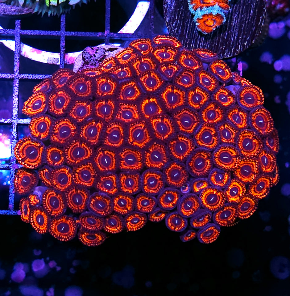 5" Armageddon Zoa Colony