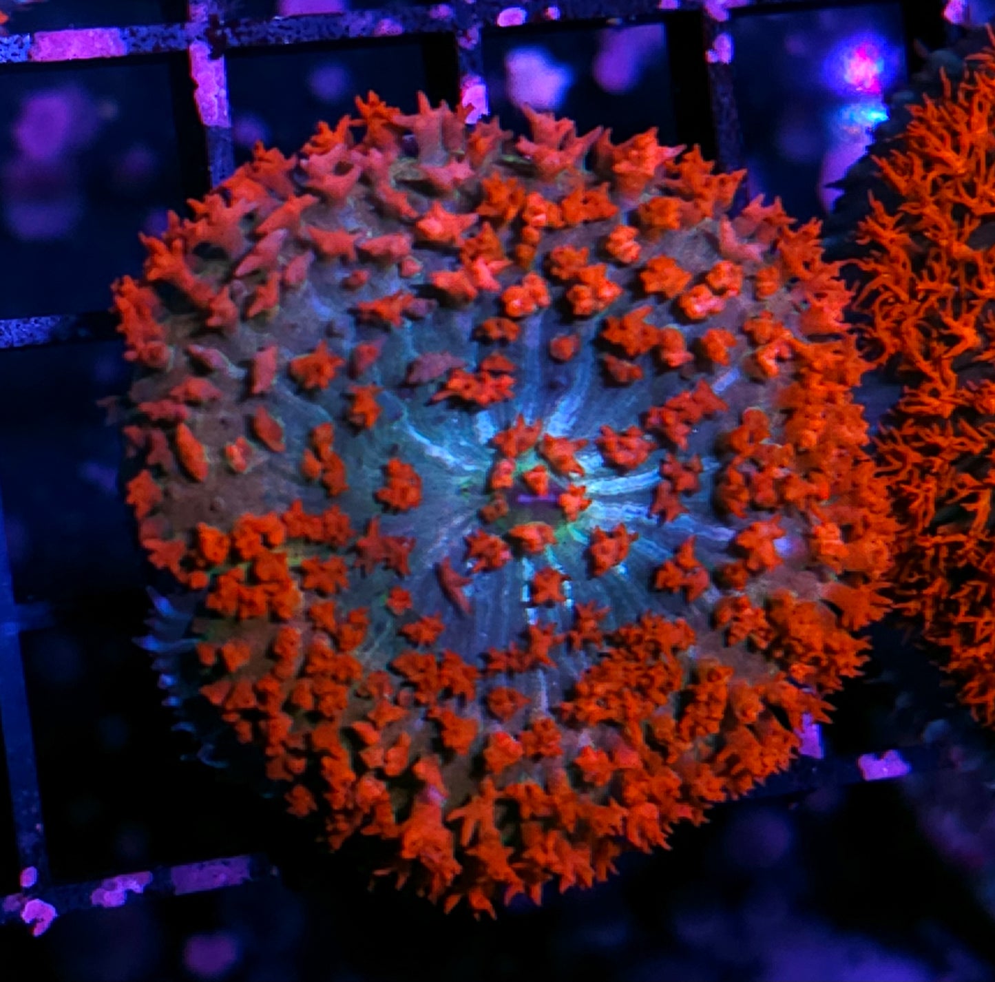 3" Olympia St Thomas Mushroom