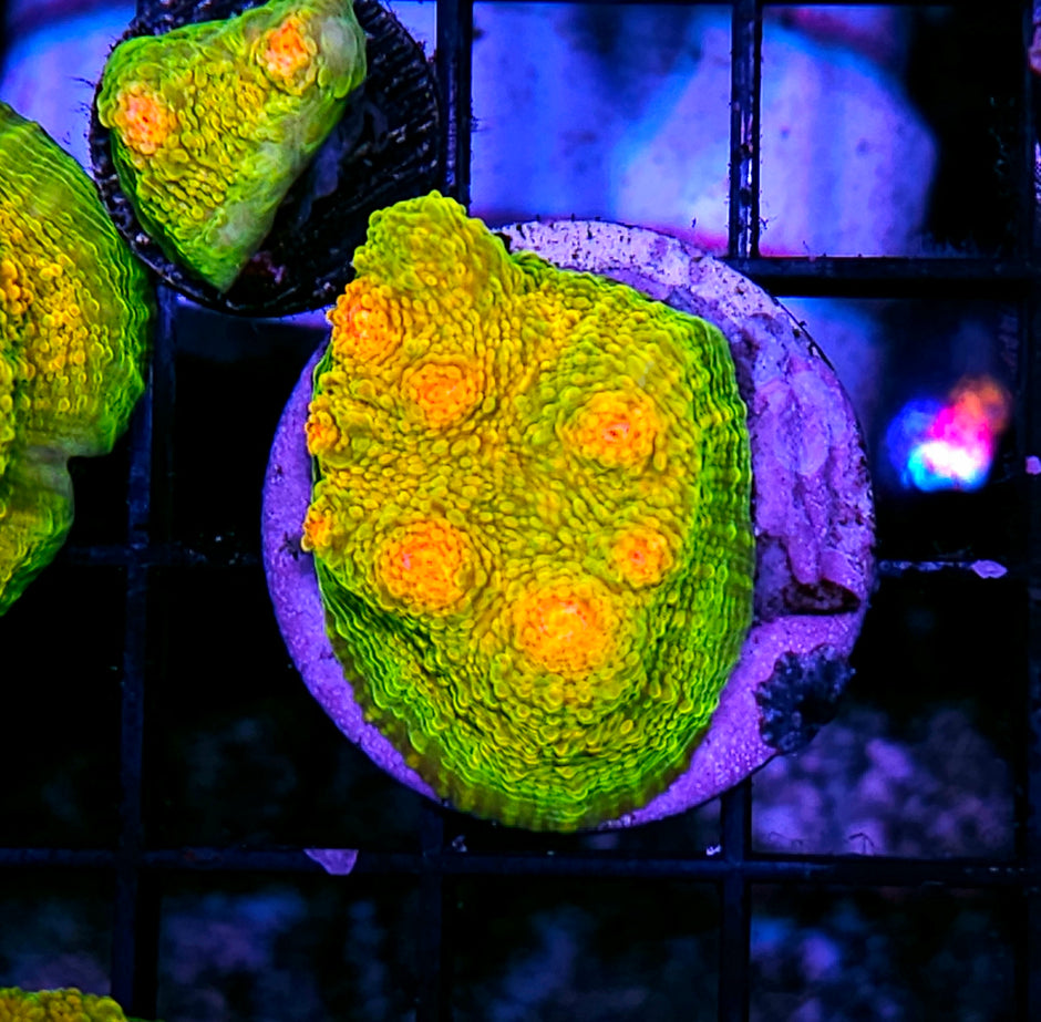 Crayola Meltdown Chalice Colony (5g Mummy Eye)