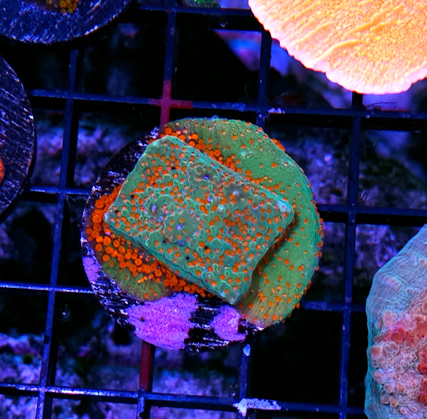 Field of Fires Montipora