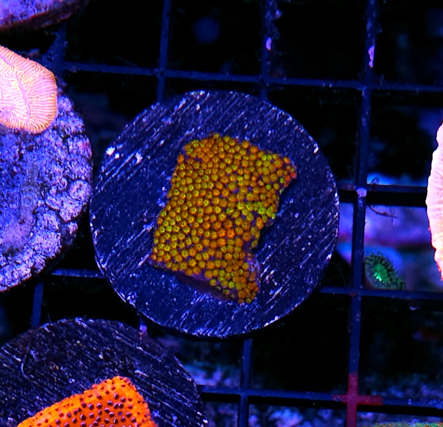 Infero Rainbow Montipora