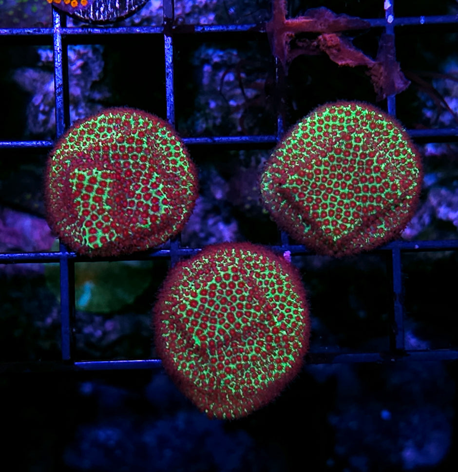 Grinch Montipora NOT WYSIWYG OUR PICK