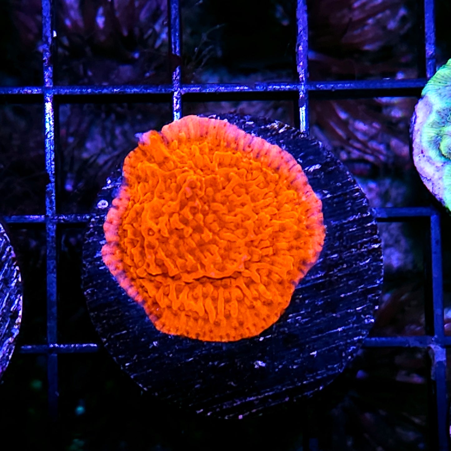 Flame Hawk Montipora