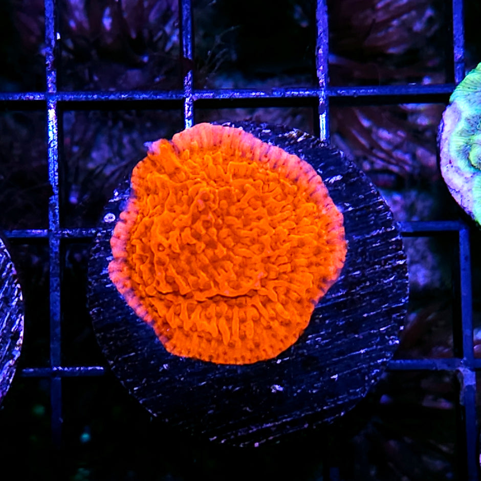 Flame Hawk Montipora