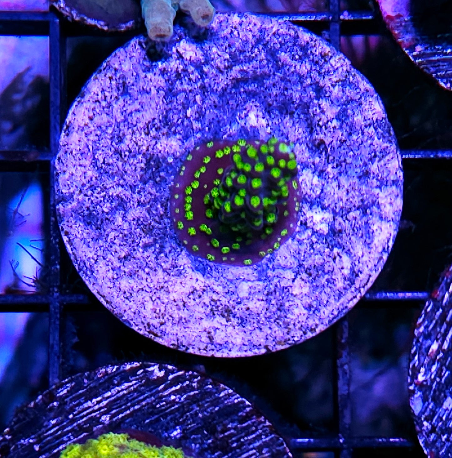 Garf Bonsai Acropora