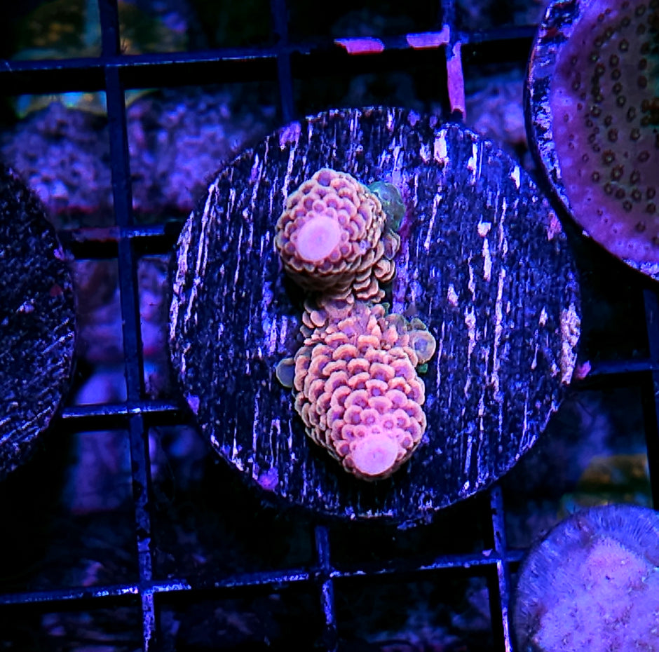 Guava Rainbow Millepora