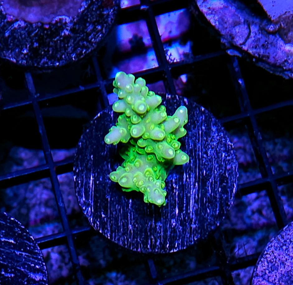 Shreks Finger Acropora