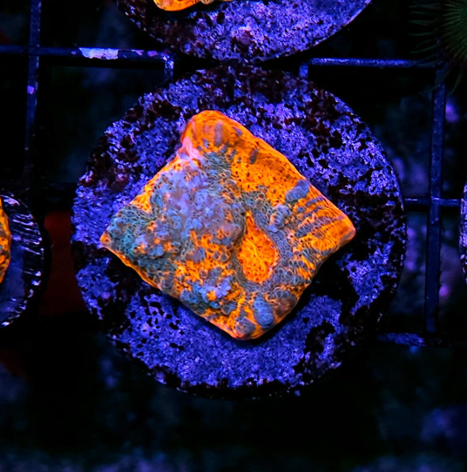 UC Unicorn Poop Chalice