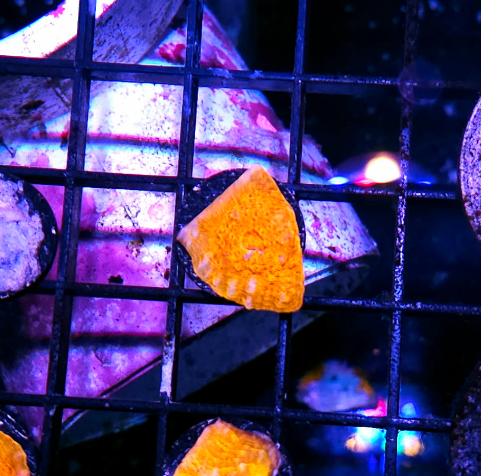 Sun 🌞 Kissed Chalice