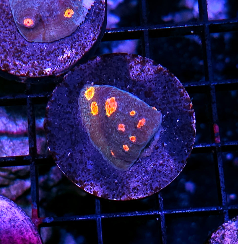 HF Dipping Dots Chalice