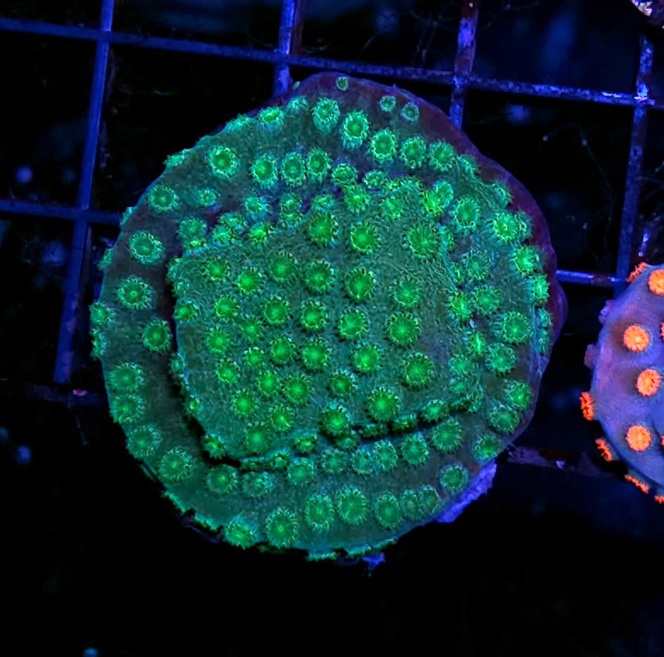 Green Beret Cyphastrea