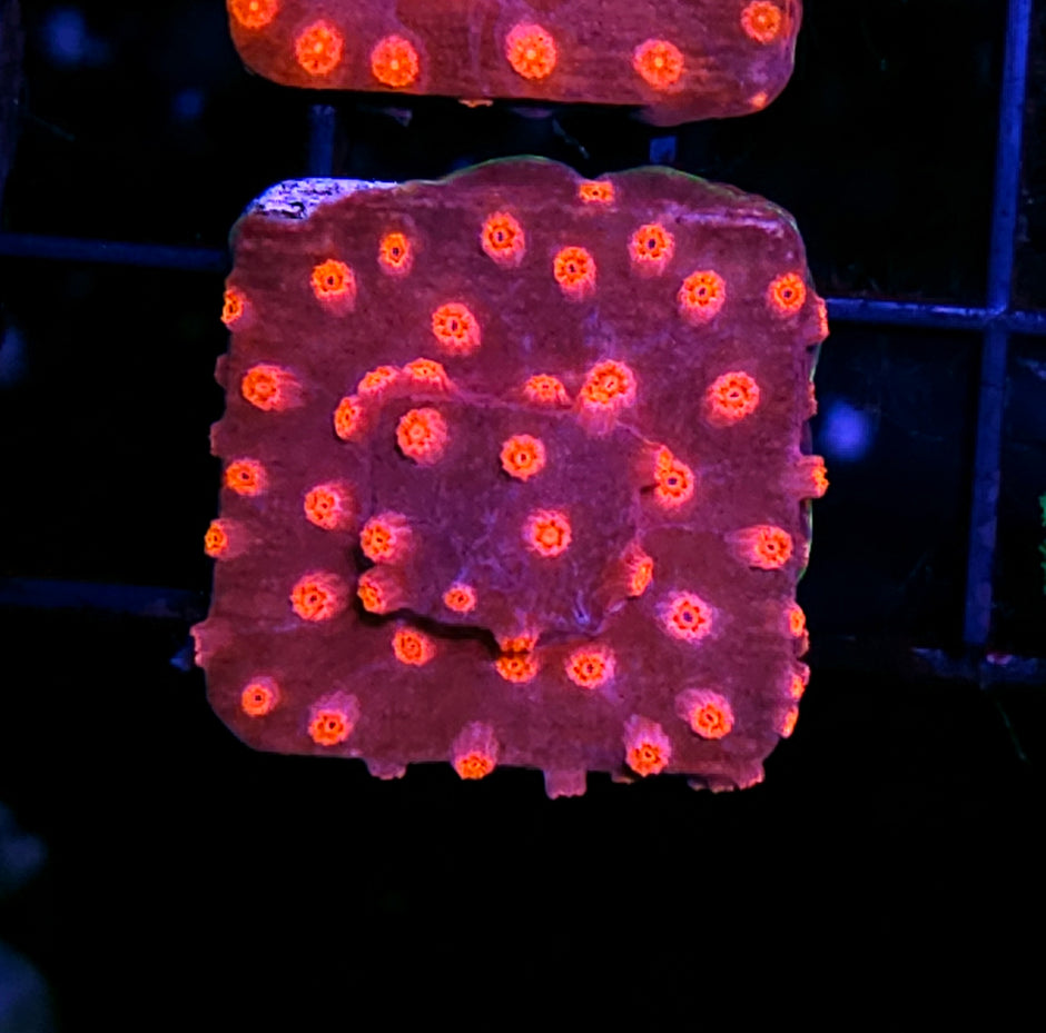 Raspberry Sorbet Cyphastrea