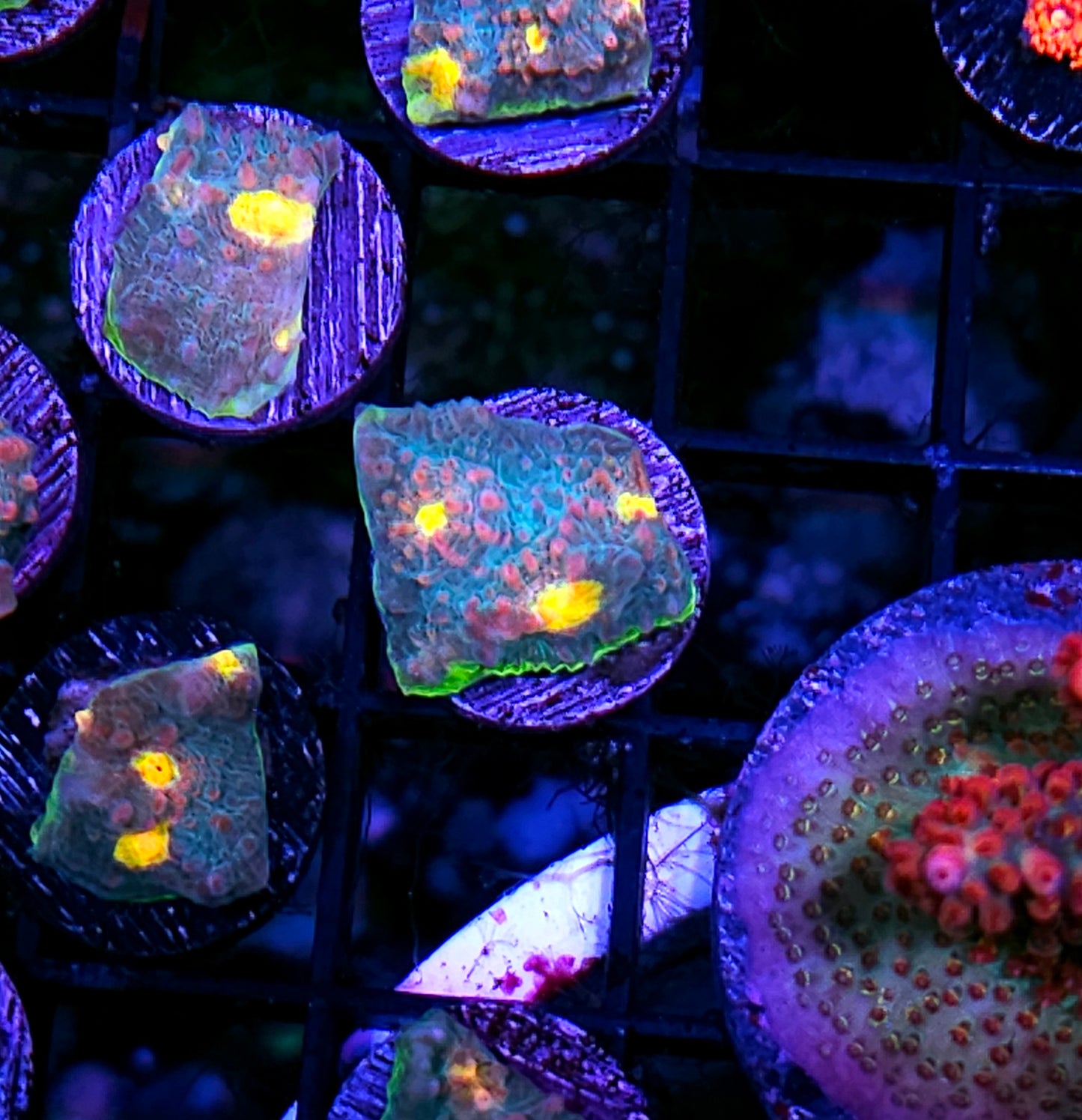 HF Candyland Chalice