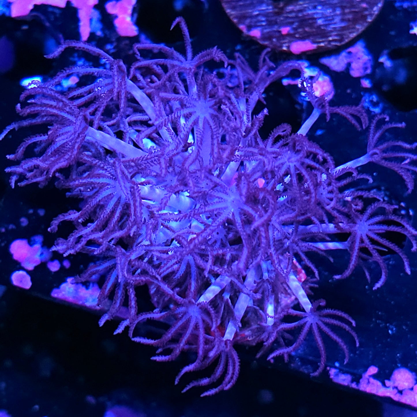 Mimic Waving Hands RARE LOOKS LIKE GONIOPORA