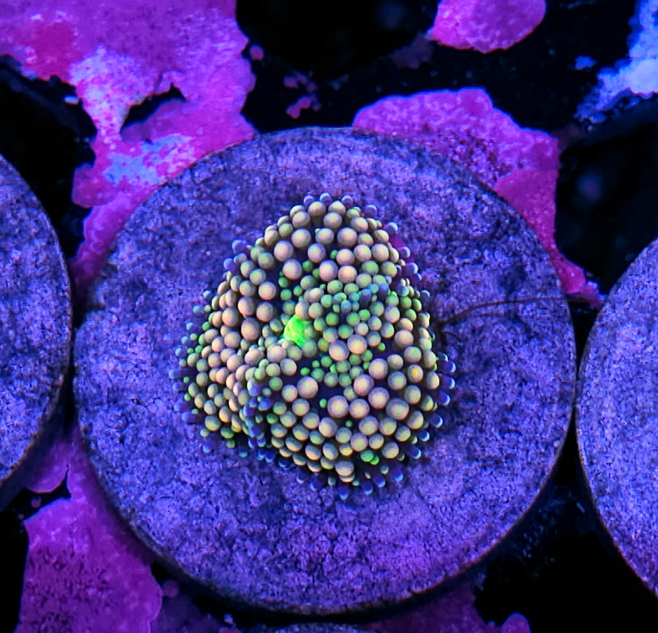 Guava Goddess Ricordea