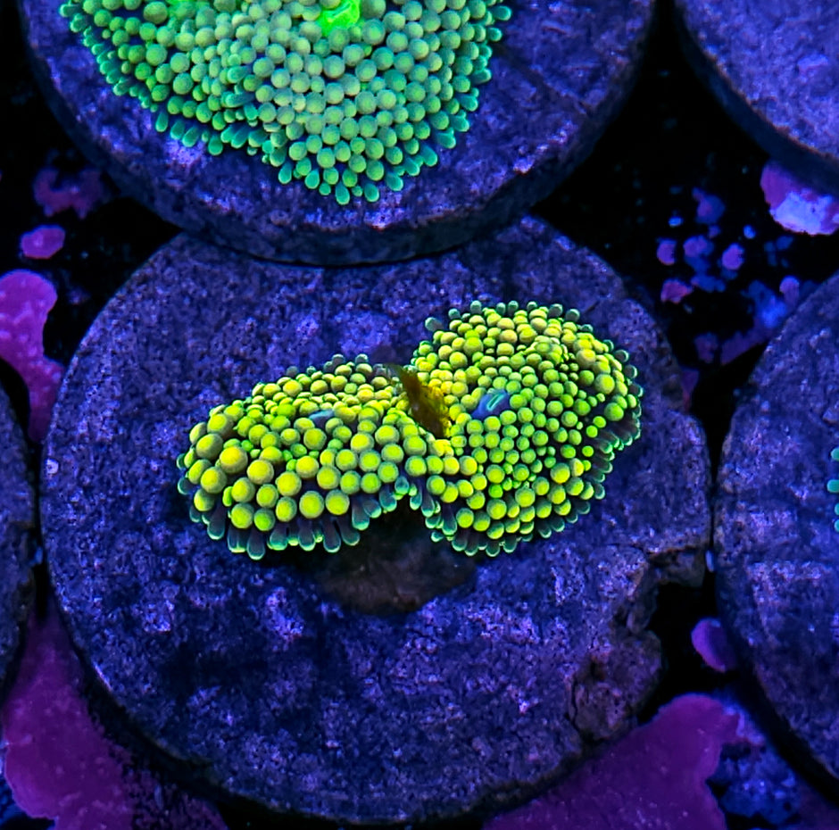 Electric Lemonade Ricordea