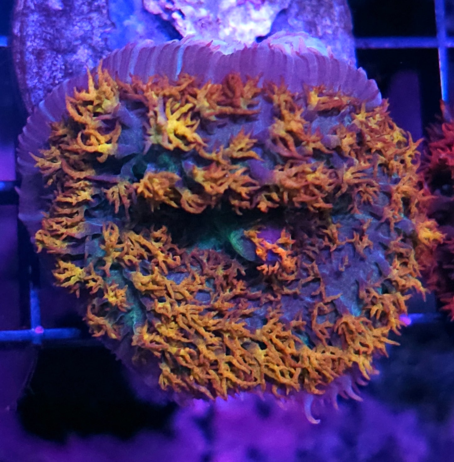 Fires of Hell St Thomas Mushroom