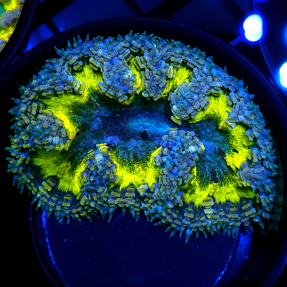 Voltage Flower Anemone