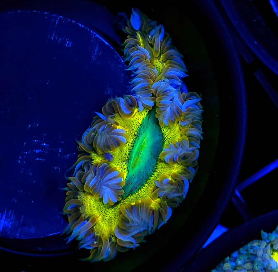 All See Eye Flower Anemone