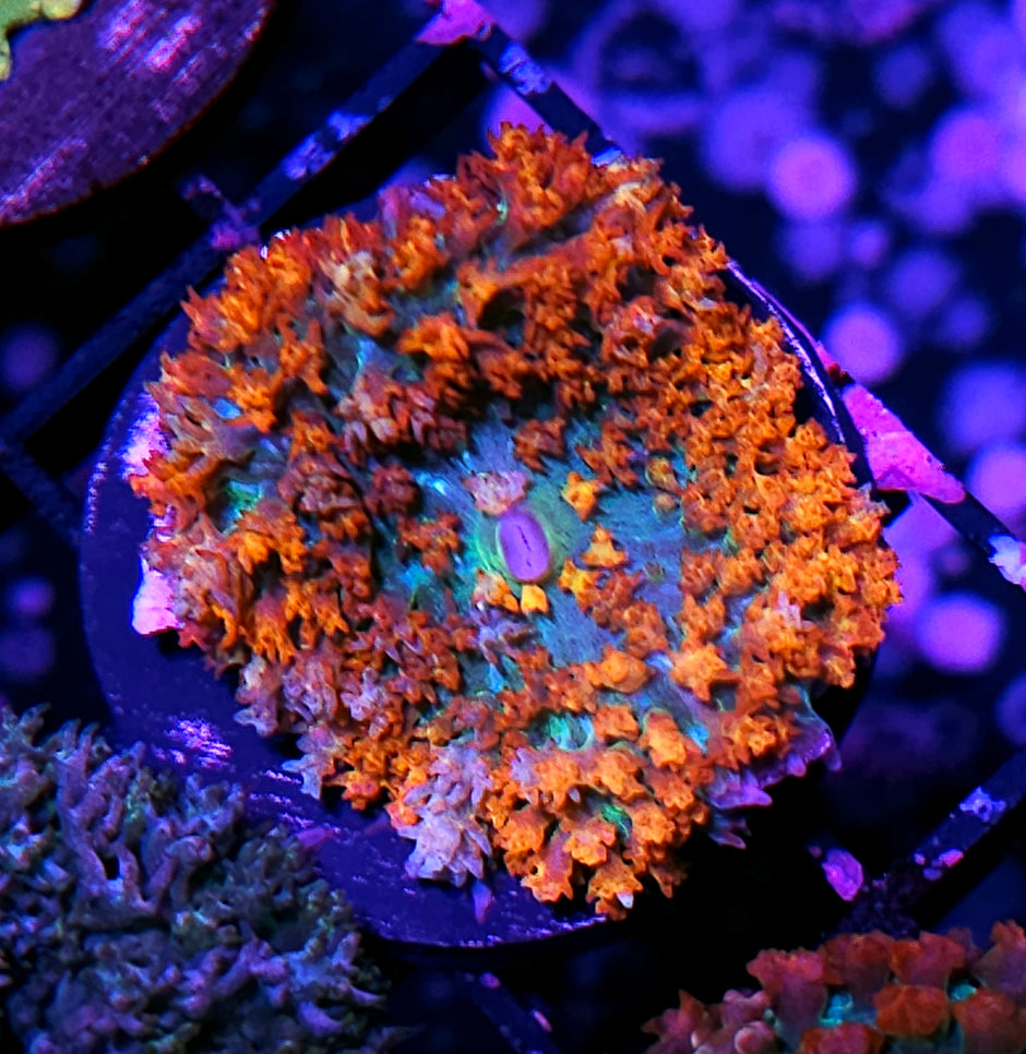 Rainbow Flames St Thomas Mushroom