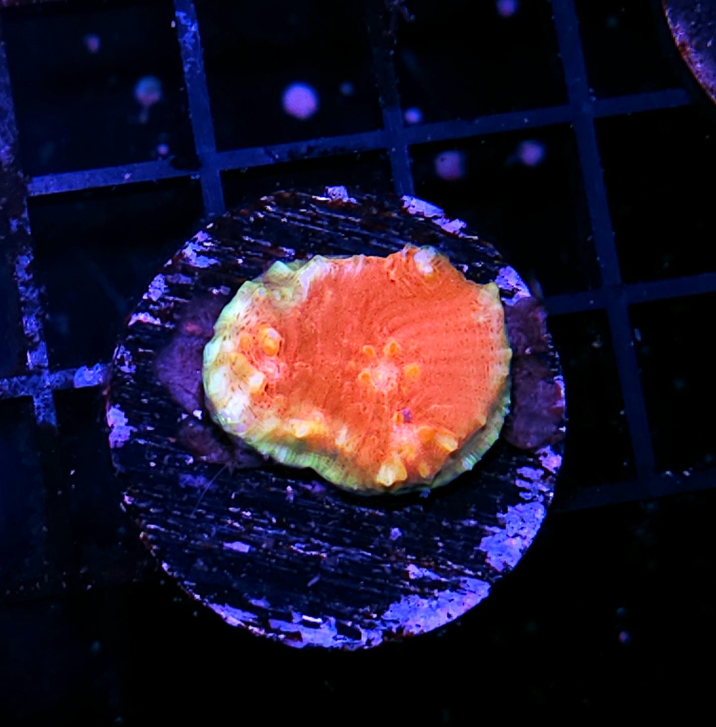 HF Mango 🥭 Menace Chalice