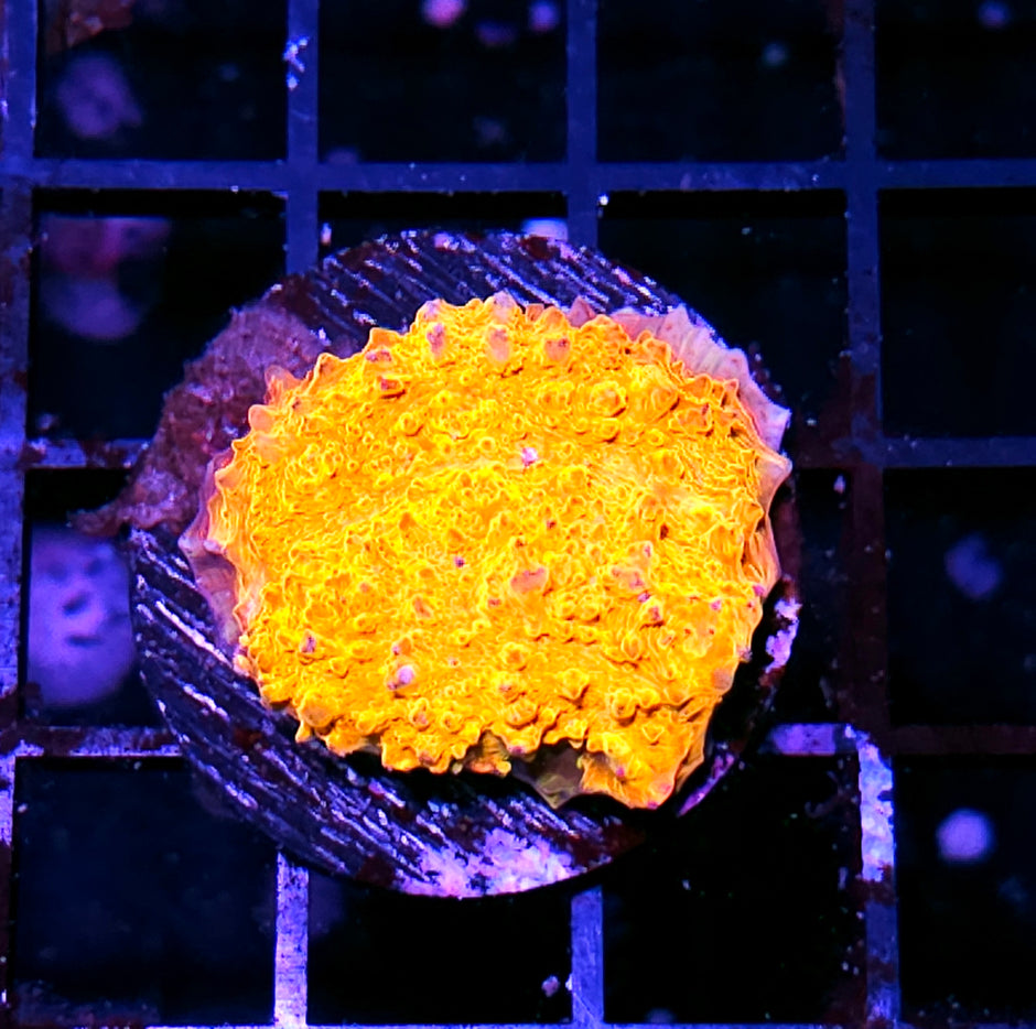 Pink Rim Magmar Chalice INSANE METALLIC