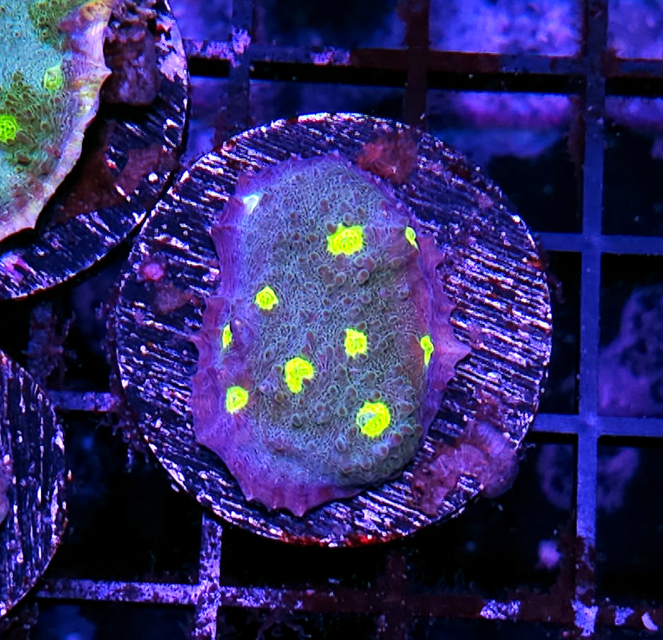 HF Mothership Chalice