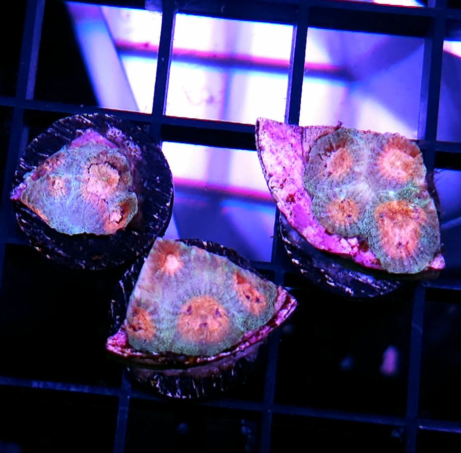 HF Fairy Garden Favia Our Pick NOT WYSIWYG