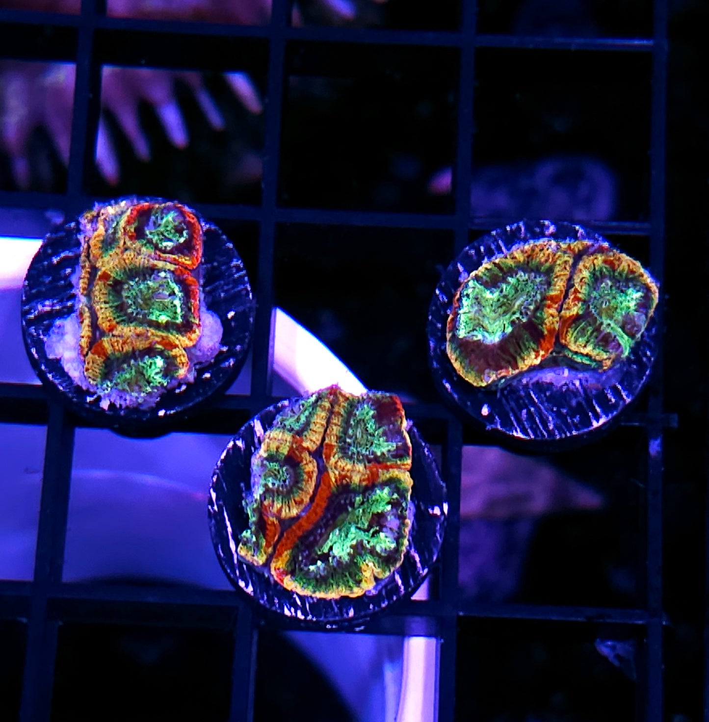 Ectocooler Micro Favia OUR PICK NOT WYSIWYG