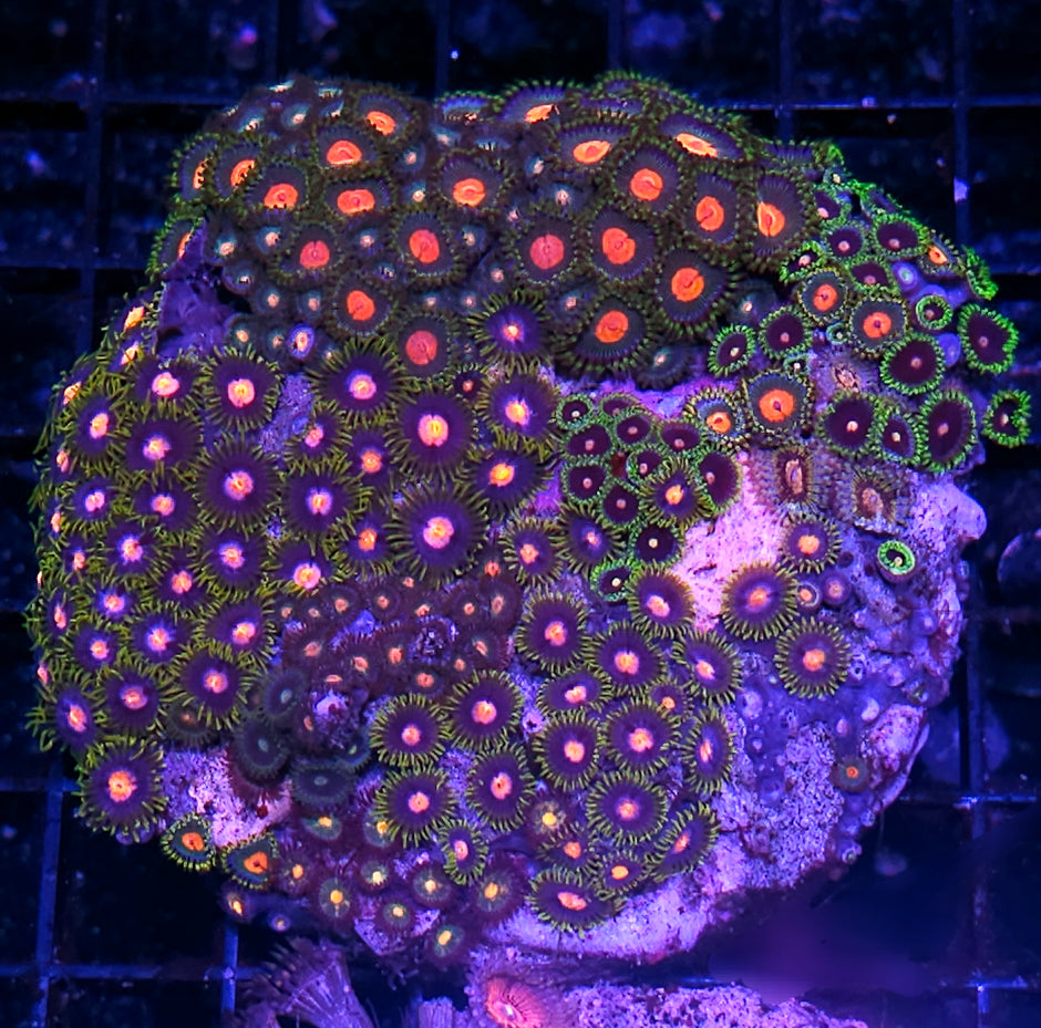 5" Rainbow Mix Zoa Colony