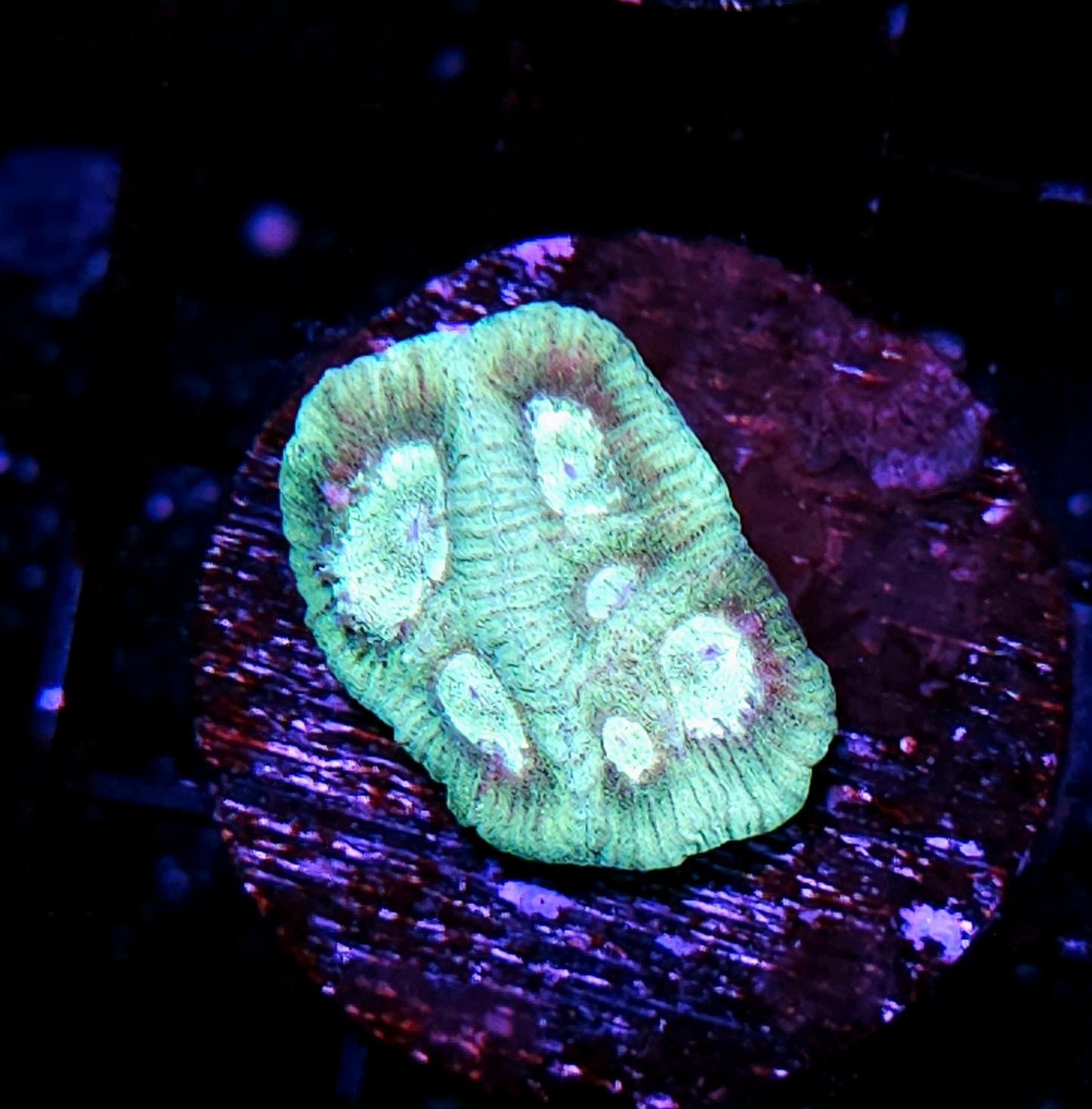 Ectoplasm Goniastrea