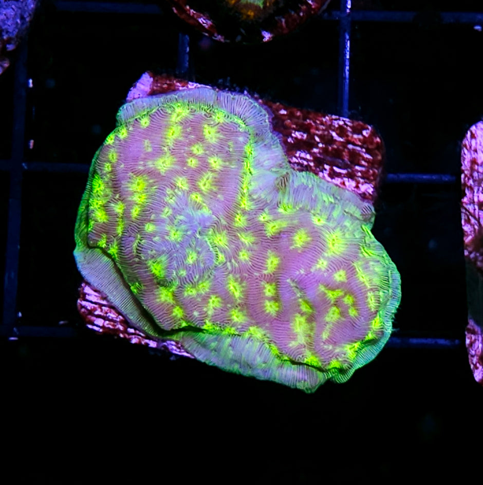 Kiwi Fusion Leptosersis