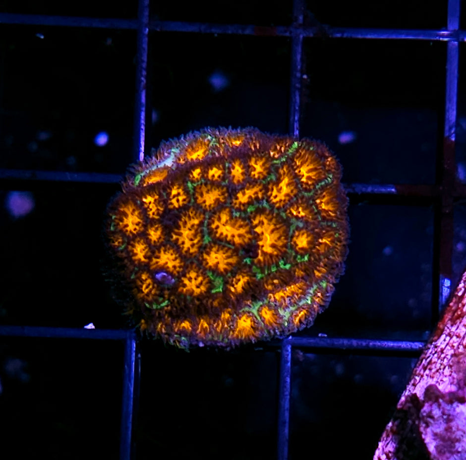 John Deer Leptastrea