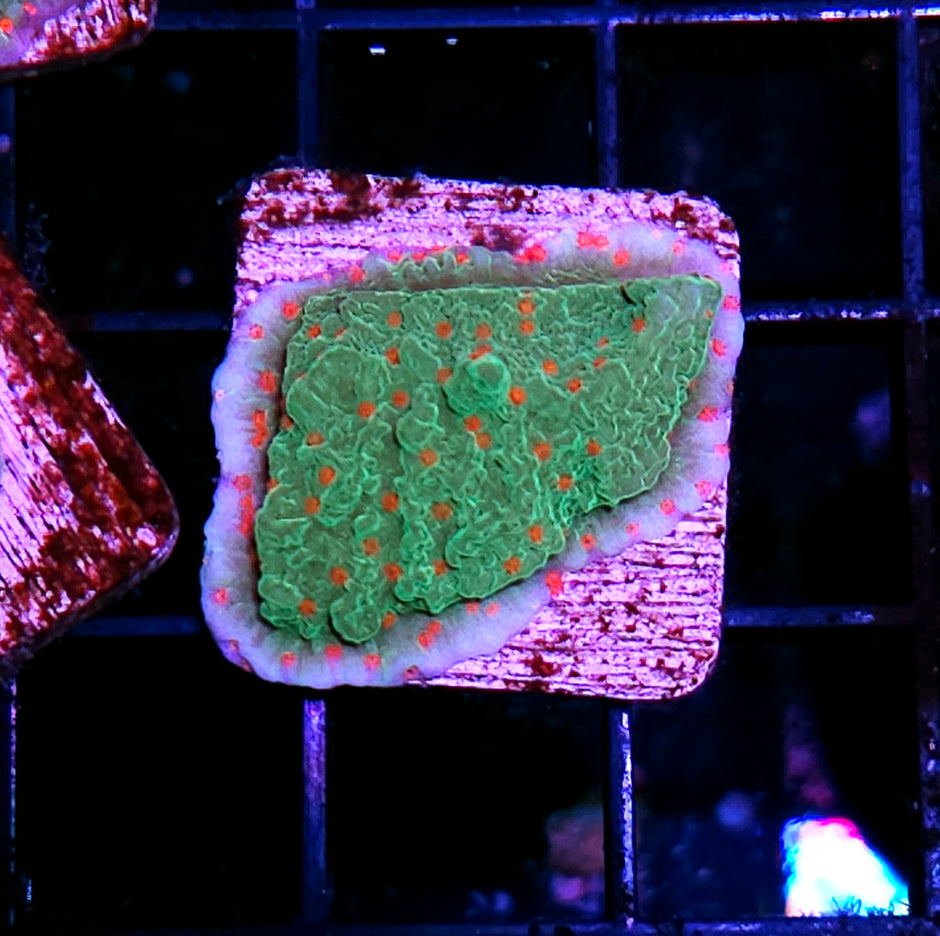 Seasons Greetings Montipora