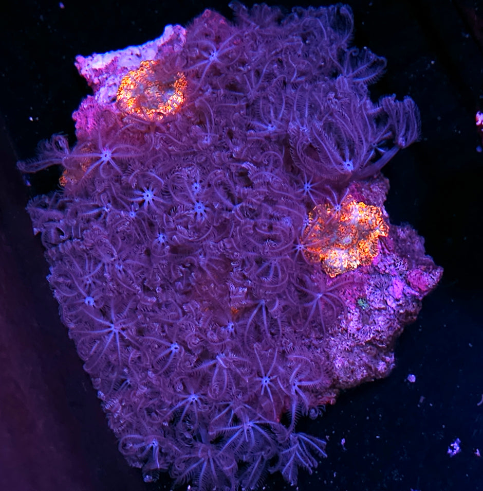 5" Purple Waving Hands Colony with Poltergeist Mushrooms