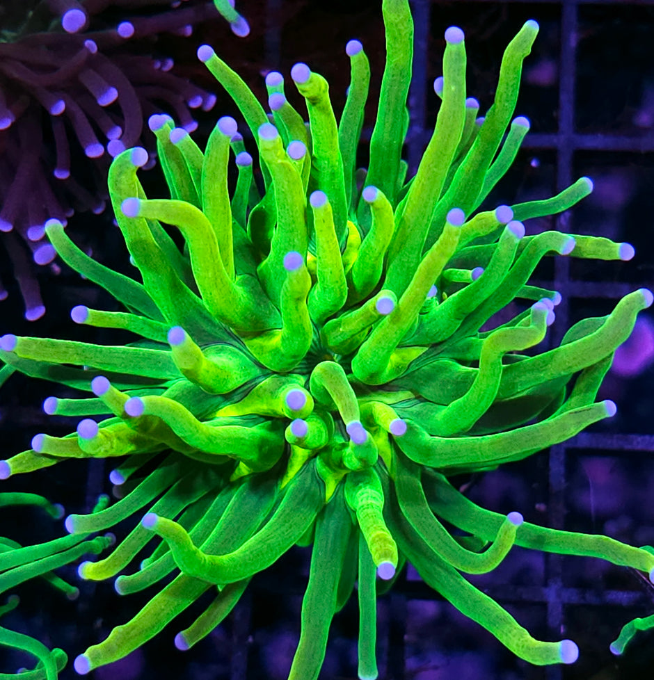 Holy Grail Variant Torch