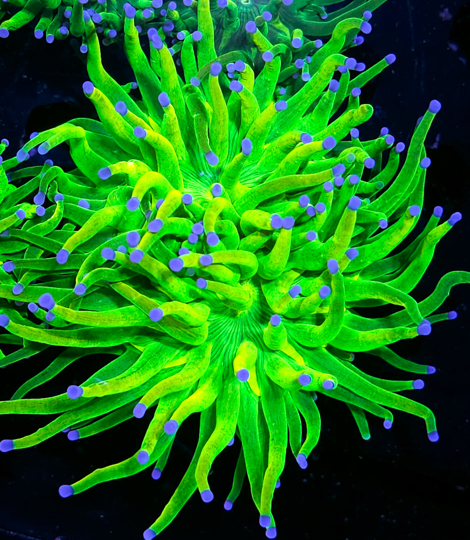 Double Fat Holy Grail Variant Torch