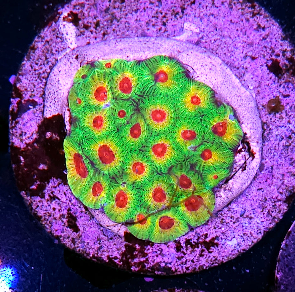 HF Candy Corn Favia Colony