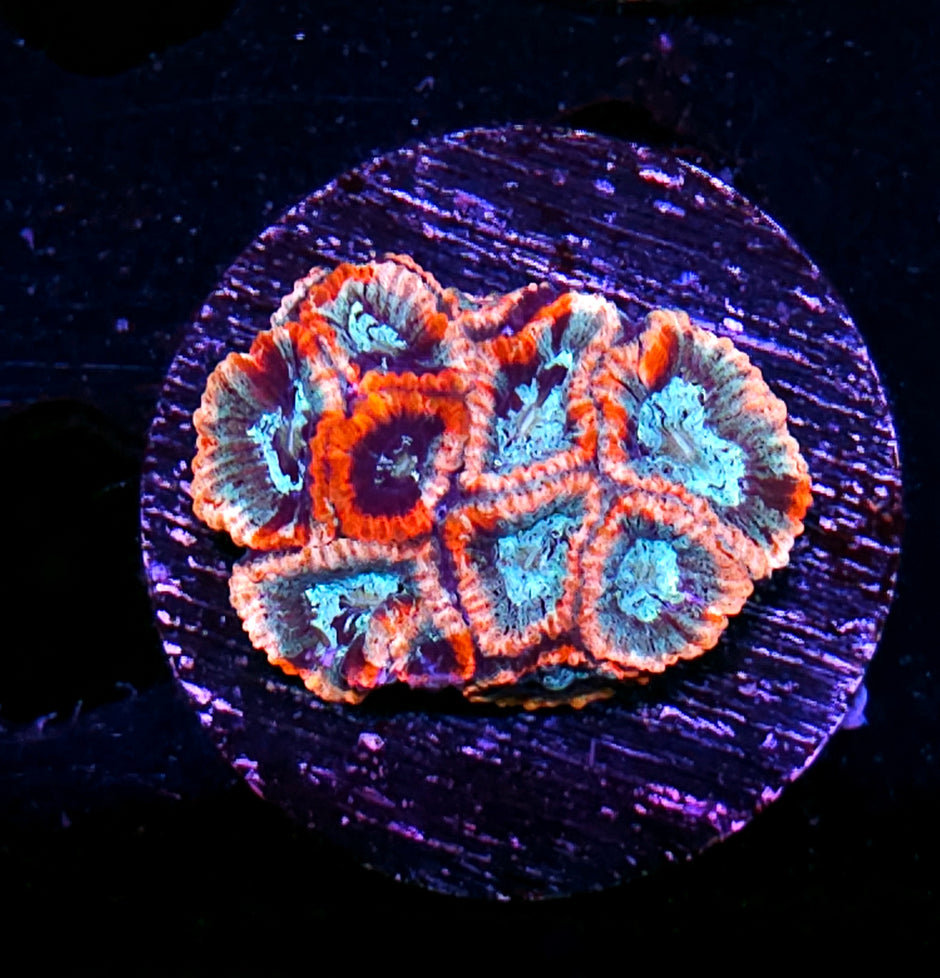 Stained Glass Micro Favia