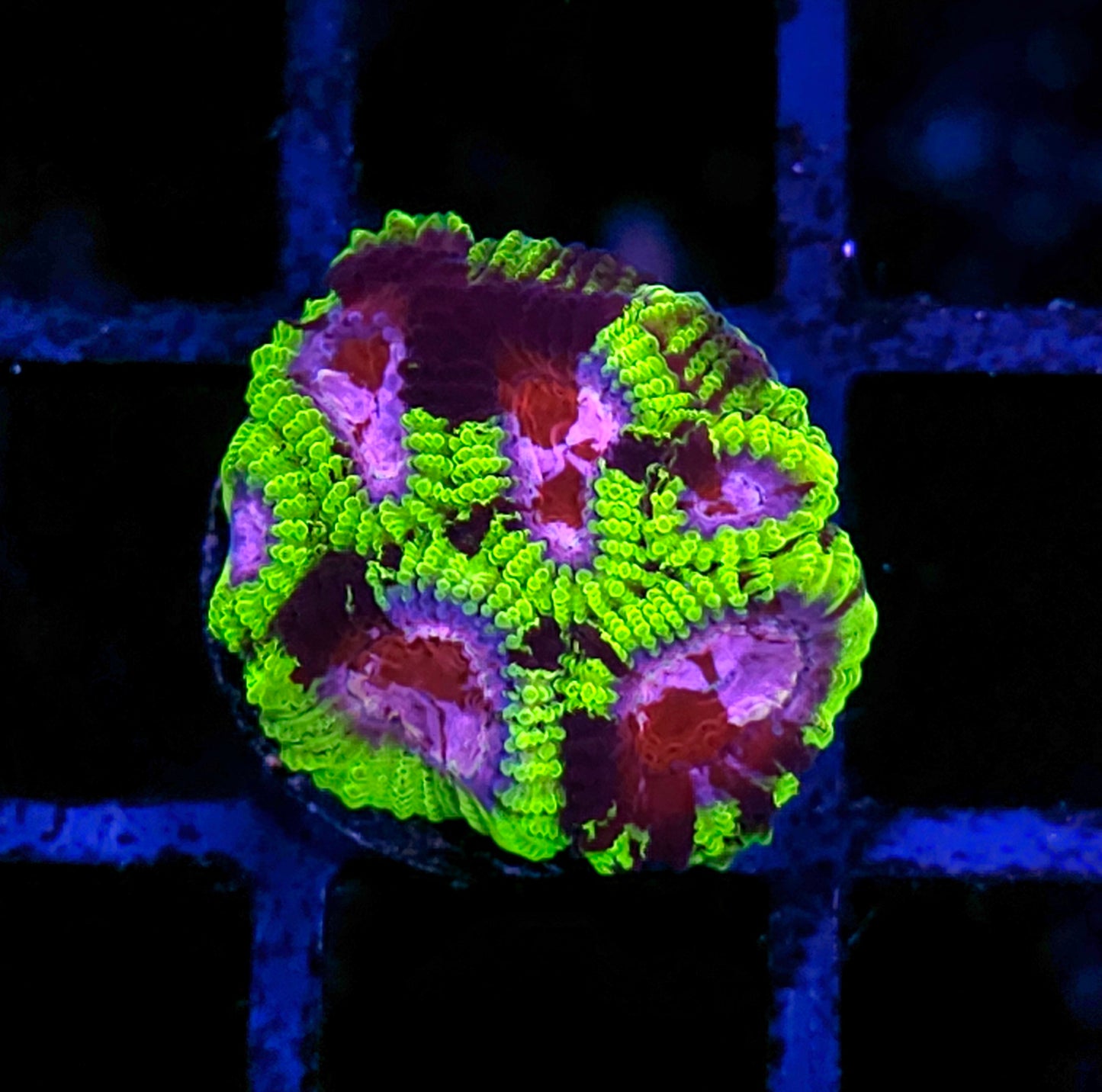 HF Ultimate Warrior Favia